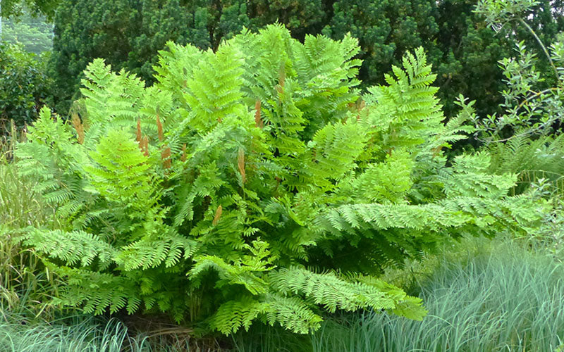  Royal Fern (Osmunda Regalis) - 2.5 Quart Pot