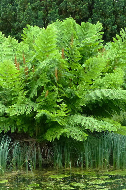  Royal Fern (Osmunda Regalis) - 1 Gallon Pot