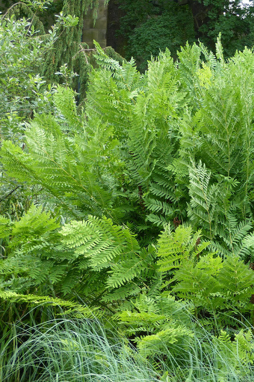  Royal Fern (Osmunda Regalis) - 1 Gallon Pot