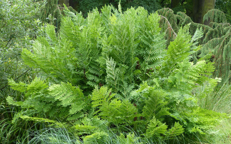  Royal Fern (Osmunda Regalis) - 2.5 Quart Pot