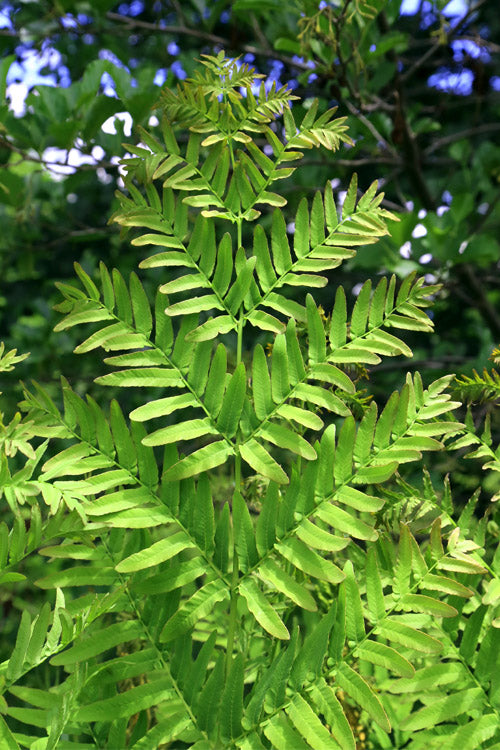  Royal Fern (Osmunda Regalis) - 1 Gallon Pot