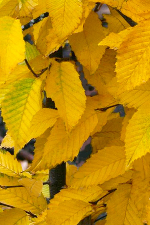  American Hop Hornbeam (Ostrya Virginiana) - 3 Gallon Pot