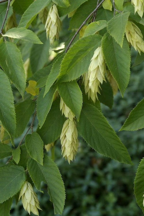  American Hop Hornbeam (Ostrya Virginiana) - 3 Gallon Pot