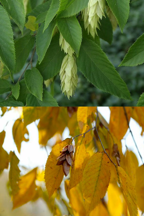  American Hop Hornbeam (Ostrya Virginiana) - 3 Gallon Pot