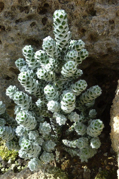  Coral Shrub (Ozothamnus Coralloides) - 2 Gallon Pot