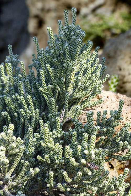  Coral Shrub (Ozothamnus Coralloides) - 2 Gallon Pot