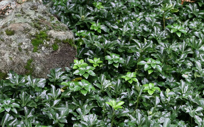  Green Sheen Pachysandra - Japanese Spurge - 18 Count Flats Of Pint Pots
