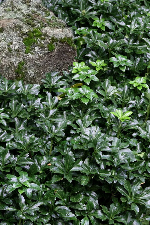  Green Sheen Pachysandra - Japanese Spurge - 18 Count Flats Of Pint Pots