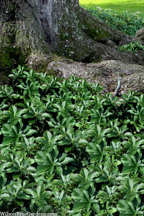  Pachysandra (Japanese Spurge) - 6 Pack Of Pint Pots