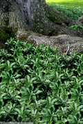  Pachysandra - Japanese Spurge - 18 Count Flat Of Pint Pots
