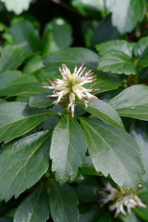  Pachysandra (Japanese Spurge) - 6 Pack Of Pint Pots