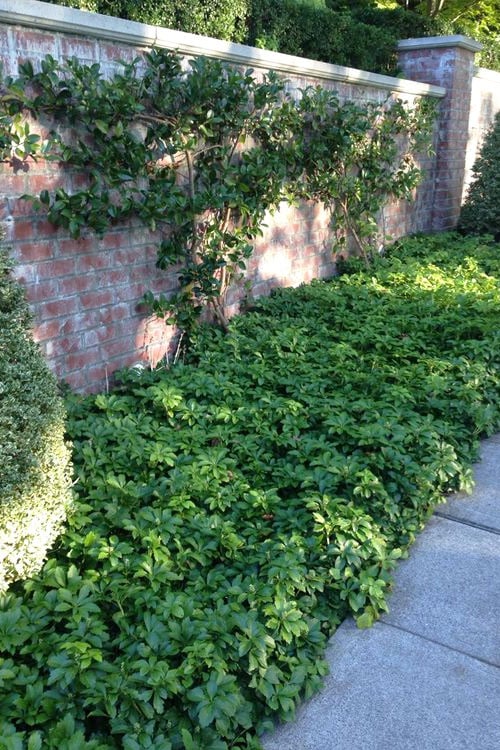  Pachysandra (Japanese Spurge) - 6 Pack Of Pint Pots