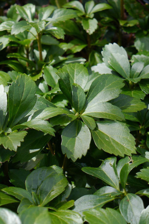  Pachysandra - Japanese Spurge - 18 Count Flat Of Pint Pots