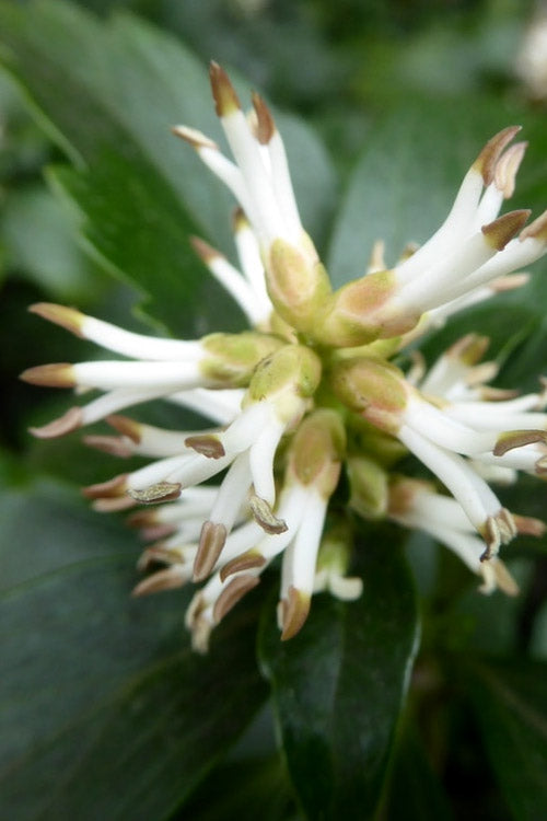  Pachysandra - Japanese Spurge - 18 Count Flat Of Pint Pots