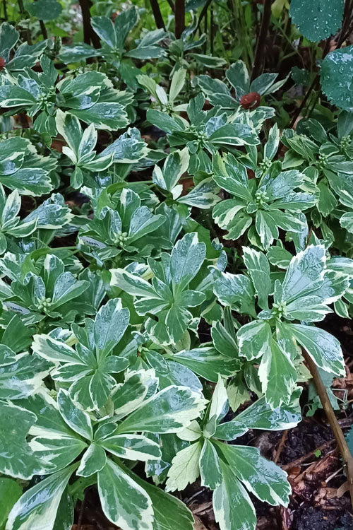  Silver Edge Pachysandra (Japanese Spurge) - 18 Count Flats Of Pint Pots