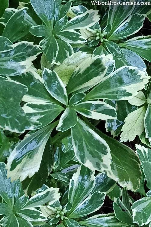  Silver Edge Pachysandra (Japanese Spurge) - 18 Count Flats Of Pint Pots