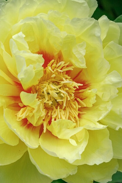  Bartzella Yellow Peony - 2 Gallon Pot