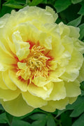  Bartzella Yellow Peony - 2 Gallon Pot