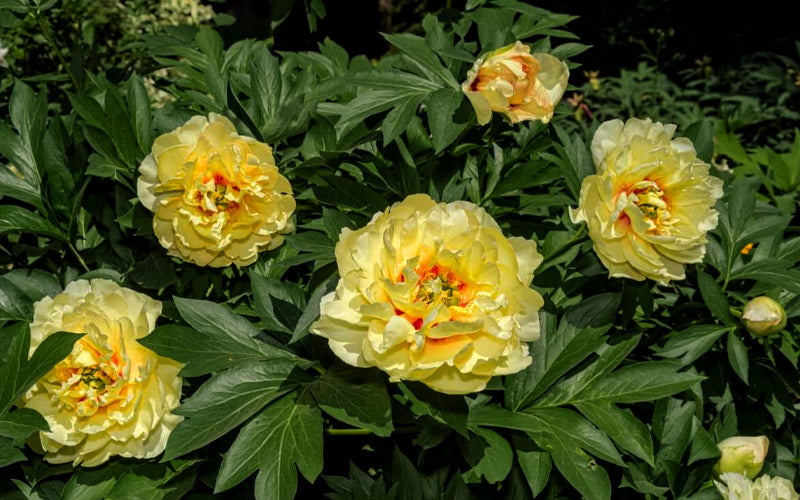  Bartzella Yellow Peony - 2 Gallon Pot