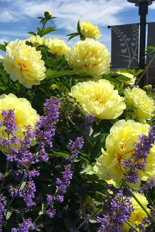  Bartzella Yellow Peony - 2 Gallon Pot