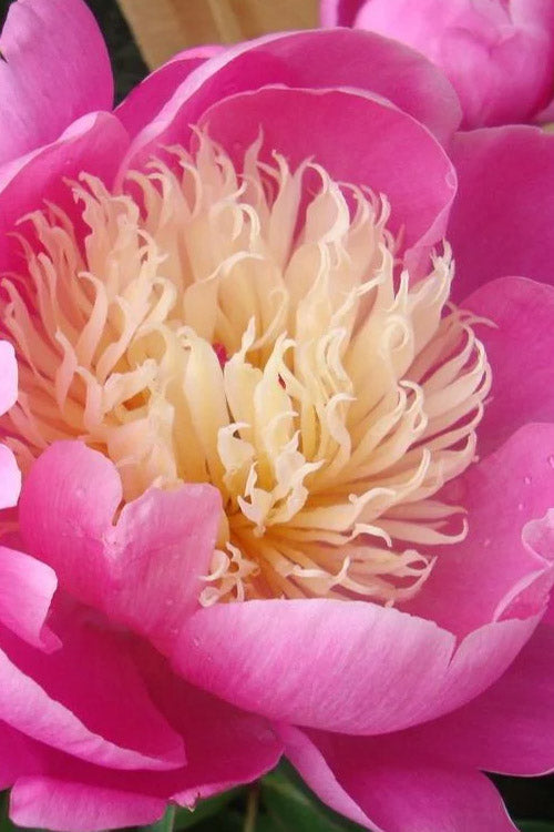  Bowl Of Beauty Peony - 2 Gallon Pot