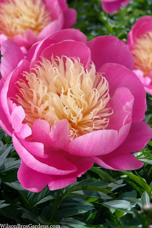  Bowl Of Beauty Peony - 2 Gallon Pot