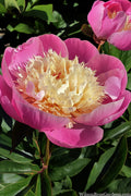  Bowl Of Beauty Peony - 2 Gallon Pot