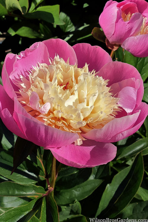  Bowl Of Beauty Peony - 2 Gallon Pot