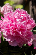  Dr. Alexander Fleming Peony - 2 Gallon Pot