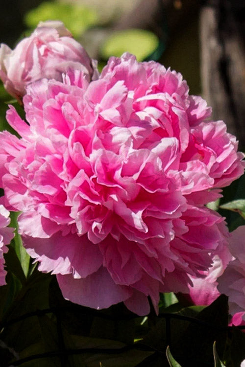  Dr. Alexander Fleming Peony - 2 Gallon Pot