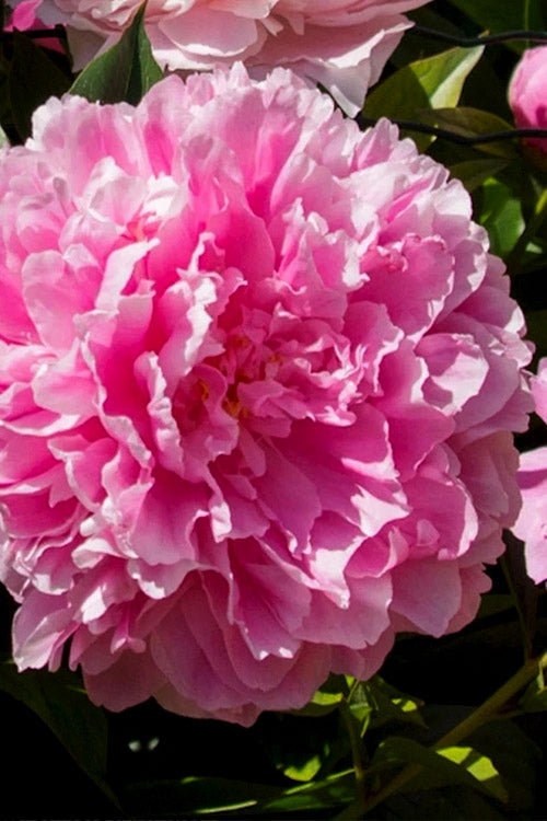  Dr. Alexander Fleming Peony - 2 Gallon Pot
