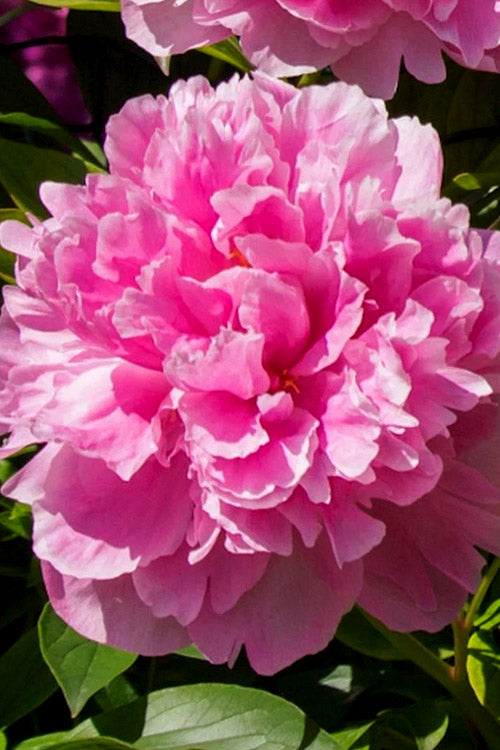  Dr. Alexander Fleming Peony - 2 Gallon Pot