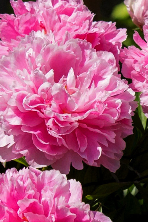  Dr. Alexander Fleming Peony - 2 Gallon Pot