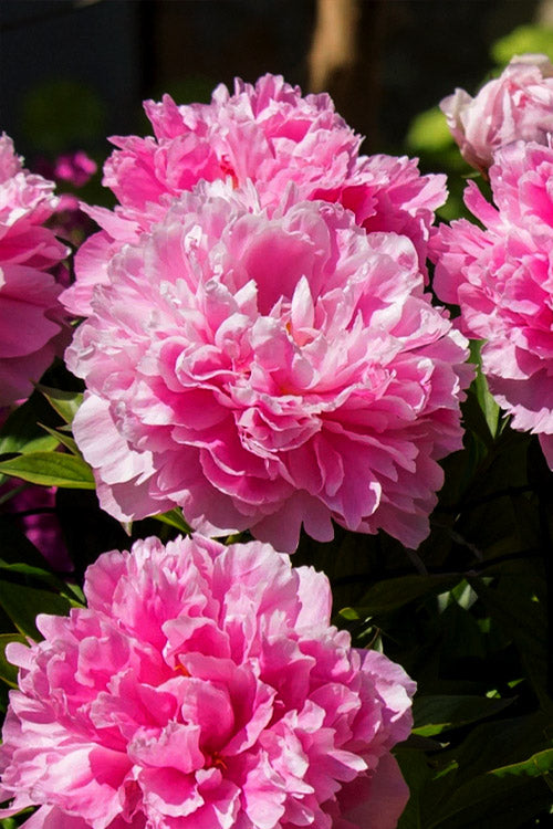  Dr. Alexander Fleming Peony - 2 Gallon Pot
