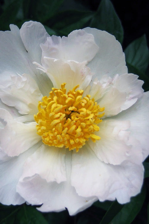  Krinkled White Peony - 1 Gallon Pot