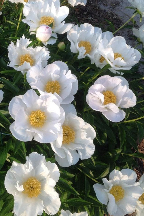  Krinkled White Peony - 1 Gallon Pot