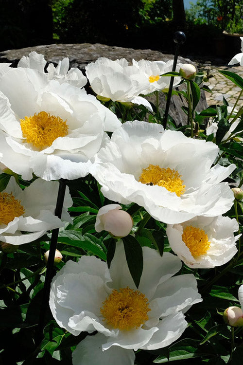  Krinkled White Peony - 1 Gallon Pot