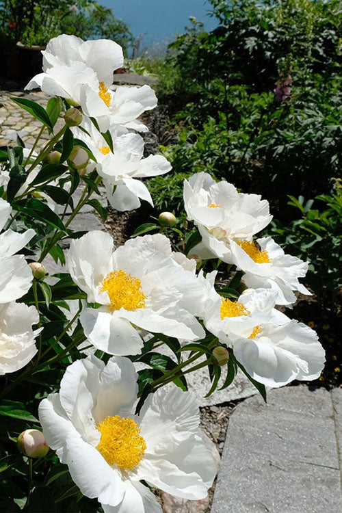  Krinkled White Peony - 1 Gallon Pot