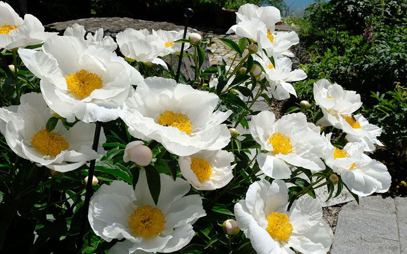  Krinkled White Peony - 1 Gallon Pot