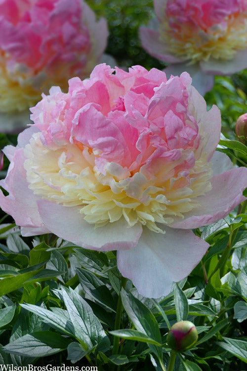  Raspberry Sundae Peony - 2 Gallon Pot