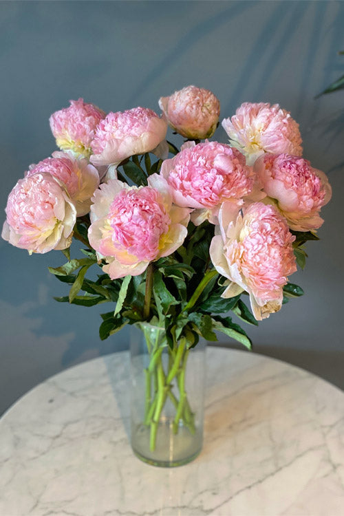  Raspberry Sundae Peony - 2 Gallon Pot