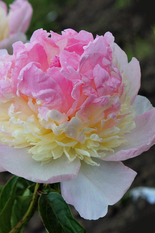  Raspberry Sundae Peony - 2 Gallon Pot