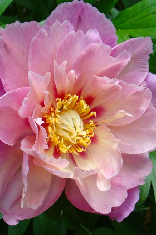  Sweet Treat Peony - 3 Gallon Pot