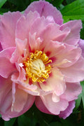  Sweet Treat Peony - 3 Gallon Pot