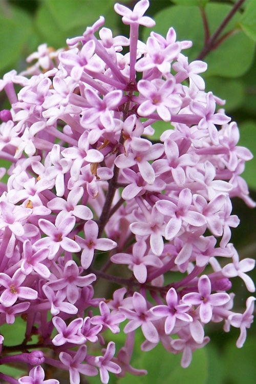  Palibin Dwarf Lilac Bush - 3 Gallon Pot