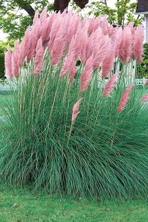  Pink Pampas Grass - 3 Gallon Pot