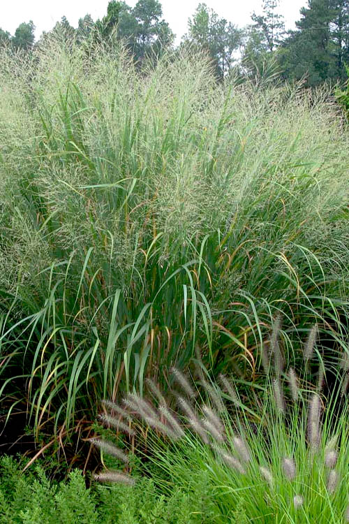  Cloud Nine Switch Grass (Panicum Virgatum) - 1 Gallon Pot