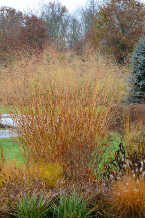  Cloud Nine Switch Grass (Panicum Virgatum) - 1 Gallon Pot