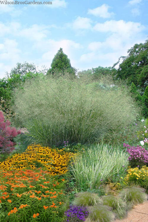  Cloud Nine Switch Grass (Panicum Virgatum) - 6 Pack Of 1 Gallon Pots