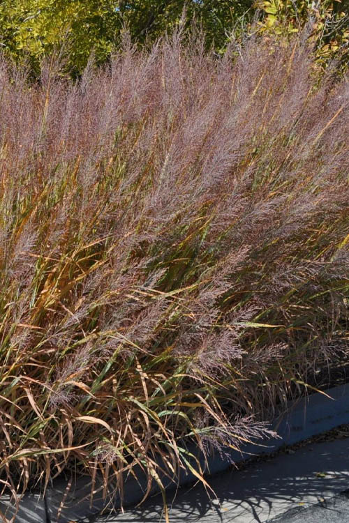  Dallas Blues Switch Grass (Panicum Virgatum) - 6 Pack Of 1 Gallon Pots